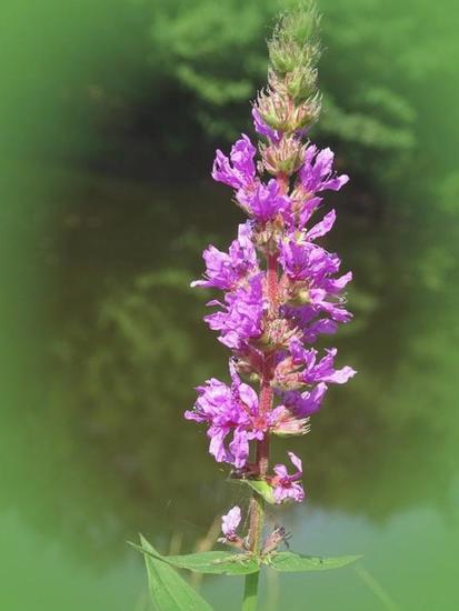 Begin aug. 2017 Surae.