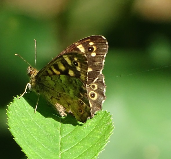 Begin aug. 2017 Surae.