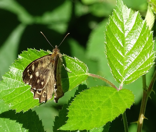 Begin aug. 2017 Surae.