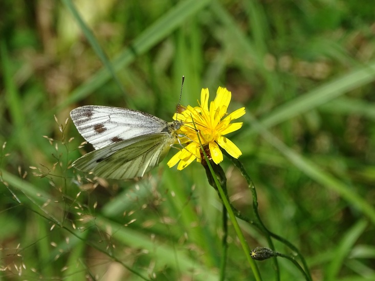 Begin aug. 2017 Surae.