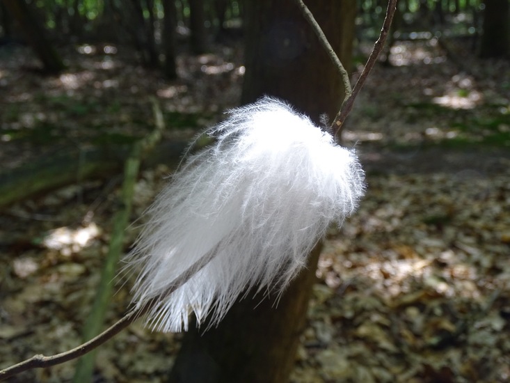 Begin aug. 2017 Surae.