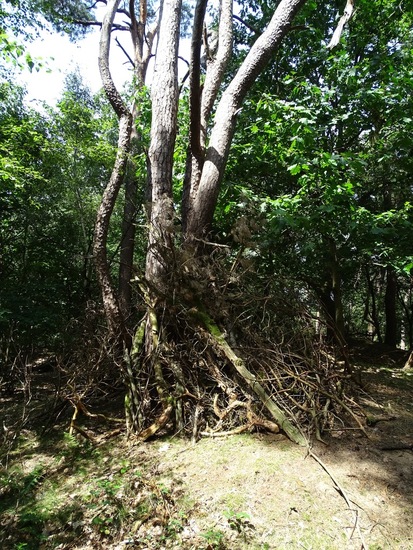 Begin aug. 2017 Surae.