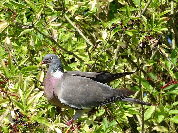 Ronde Rijen aug. 2017.