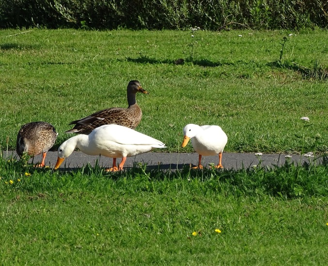 Rondje Rijen aug. 2017.