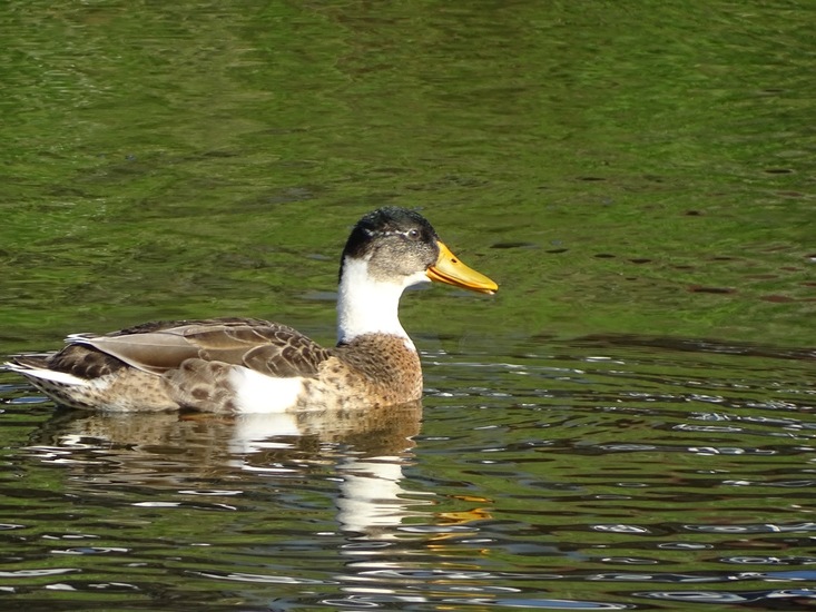 Rondje Rijen aug. 2017.
