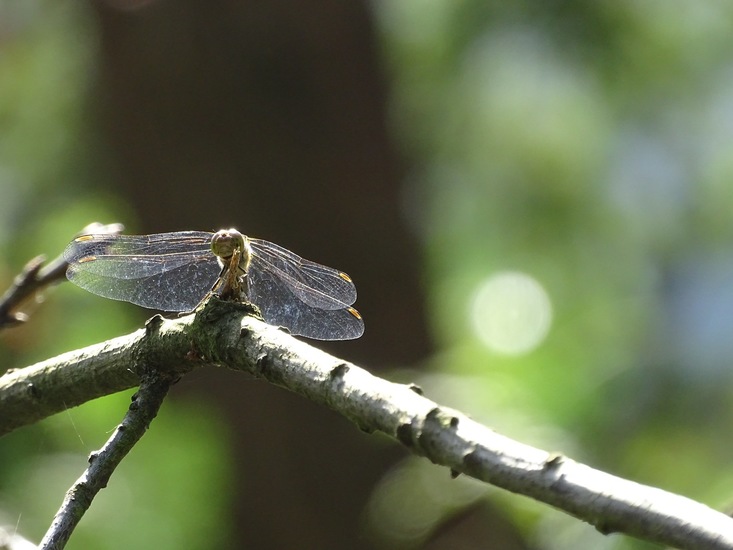 Militair oefenterrein.