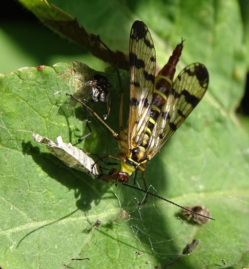 Rondje Rijen aug. 2017.