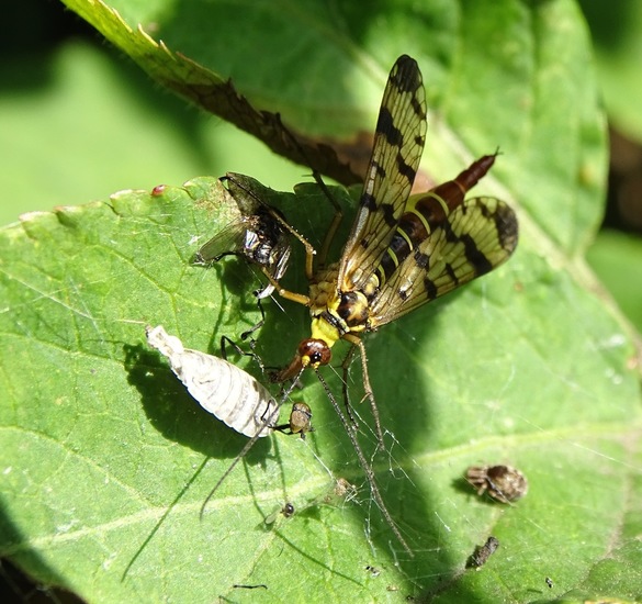 Rondje Rijen aug. 2017.
