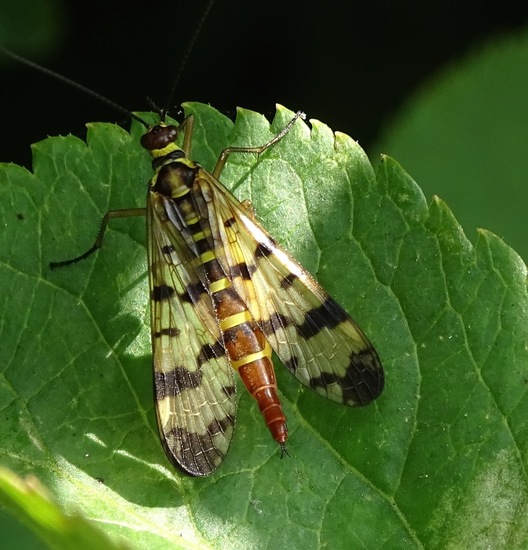 Rondje Rijen aug. 2017.