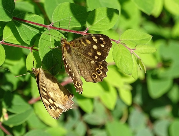 Rondje Rijen aug. 2017.
