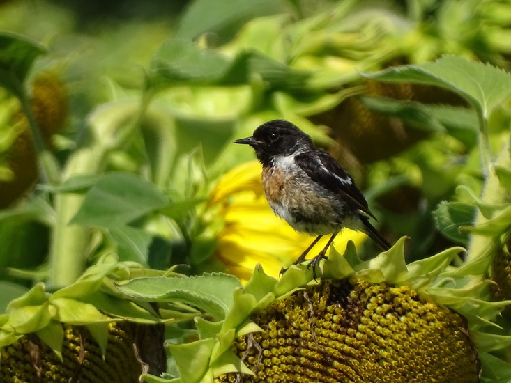 Veldje bij Dorst.