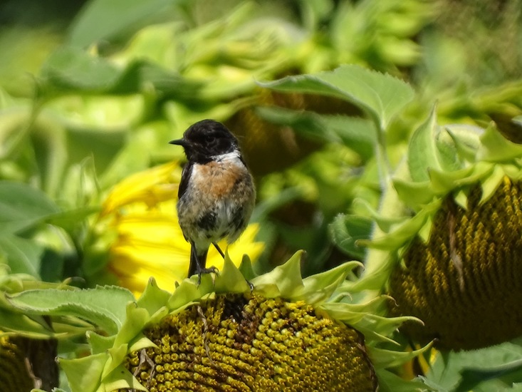 Veldje bij Dorst.