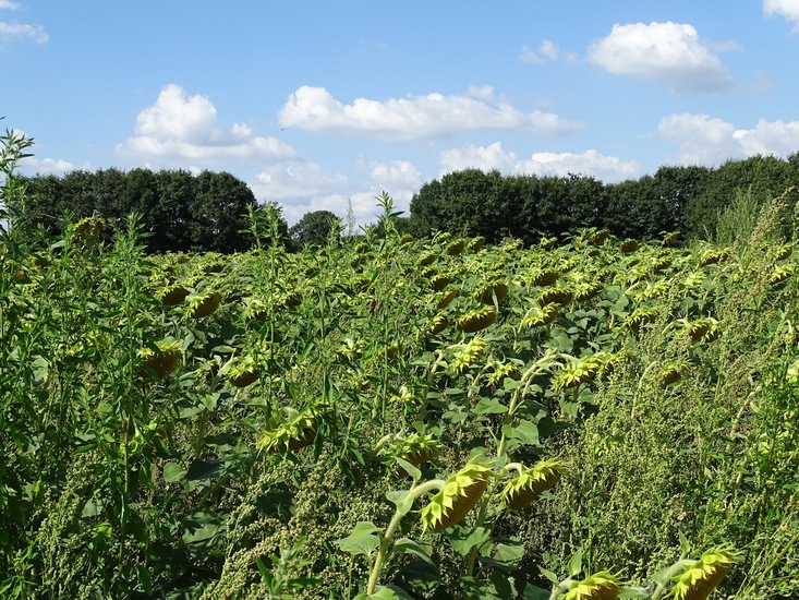 Veldje bij Dorst.