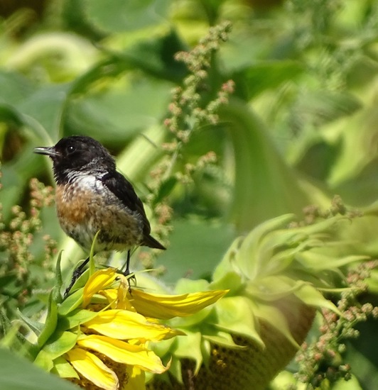 Veldje bij Dorst.