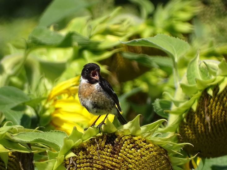 Veldje bij Dorst.