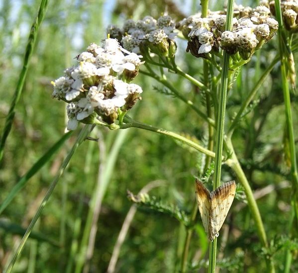Aangebrande Valkmot.