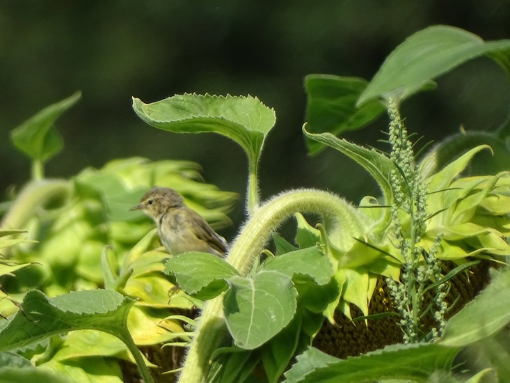 Veldje bij Dorst.
