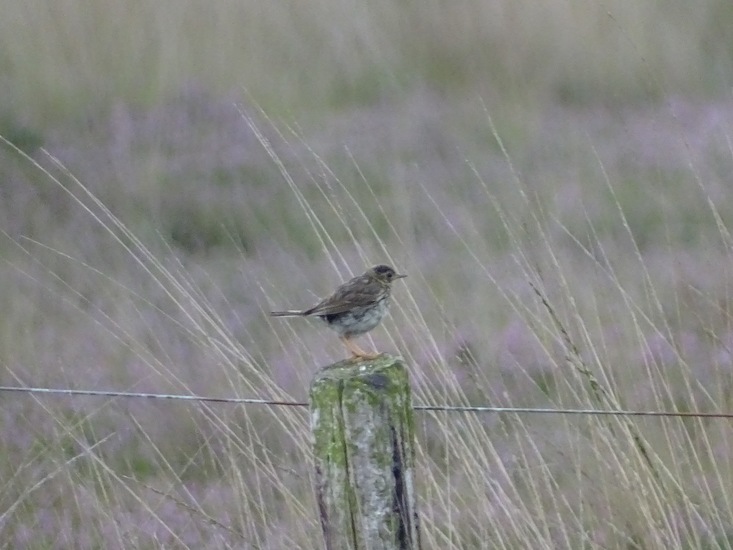 Bij het boomkikkerpad.