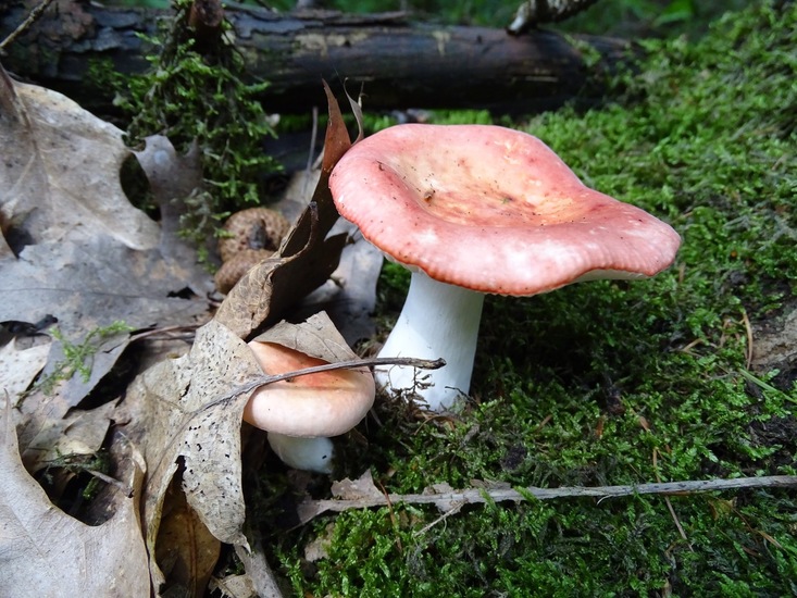 Heide bij Riel/Goiorle