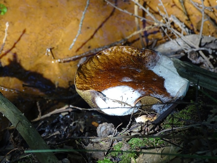 Heide bij Riel/Goiorle