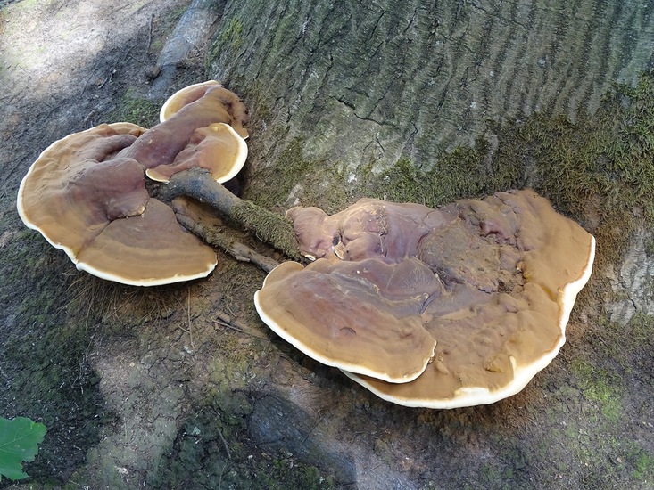 Heide bij Riel/Goiorle