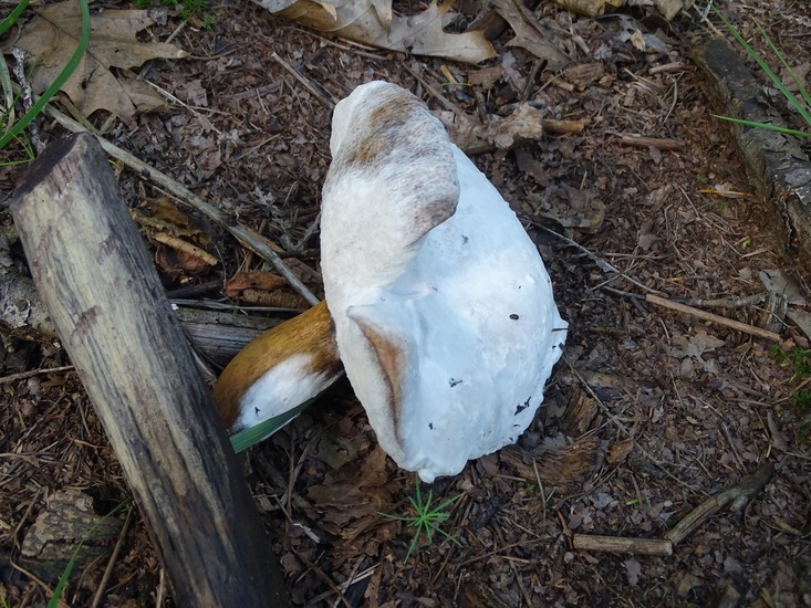 Heide bij Riel/Goiorle