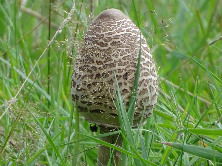 Heide bij Riel/Goiorle