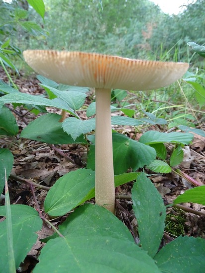 Heide bij Riel/Goiorle