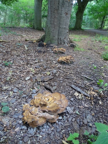 Heide bij Riel/Goiorle