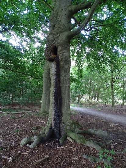 Heide bij Riel/Goiorle