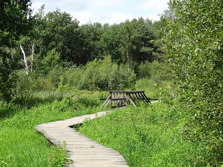 Heide bij Riel/Goiorle