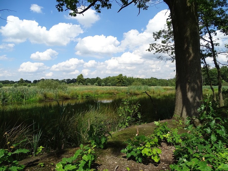 Heide bij Riel/Goiorle