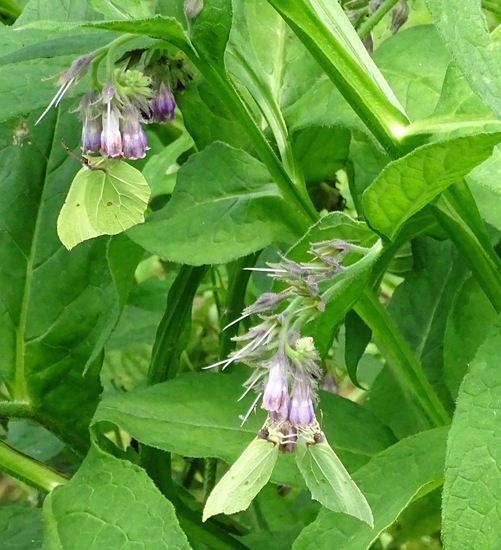 Heide bij Riel/Goiorle