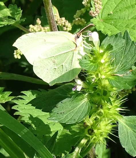 Heide bij Riel/Goiorle