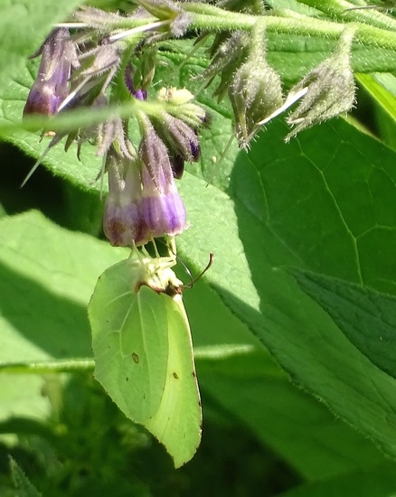 Heide bij Riel/Goirle