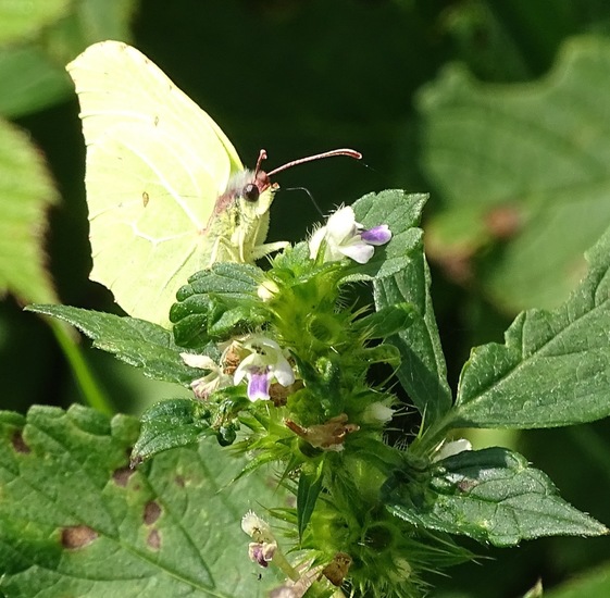 Heide bij Riel/Goirle