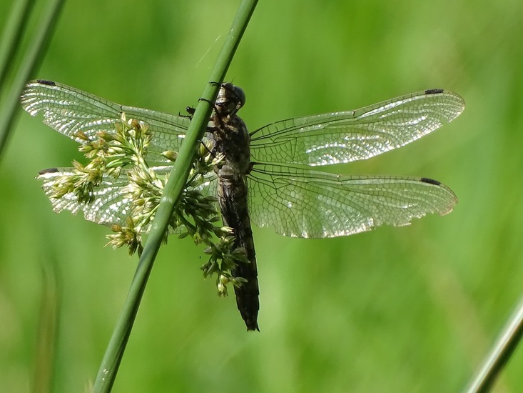 vrouwtje Gewone Oeverlibel.
