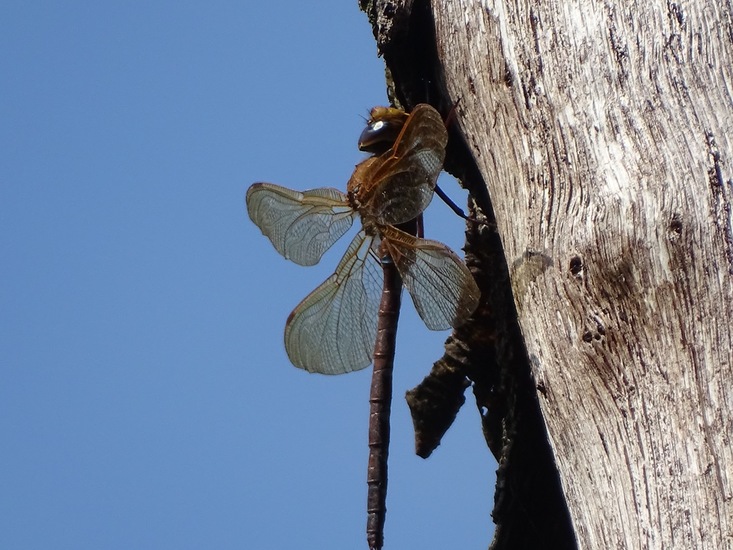 Bruine Glazenwasser.
