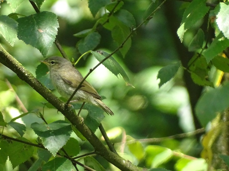 Heide bij Riel/Goiorle