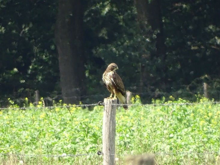 Heide bij Riel/Goiorle