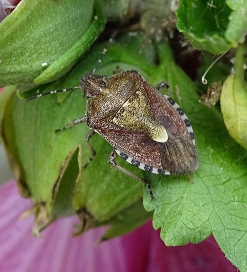 Bessenschildwants (Dolycoris baccarum)