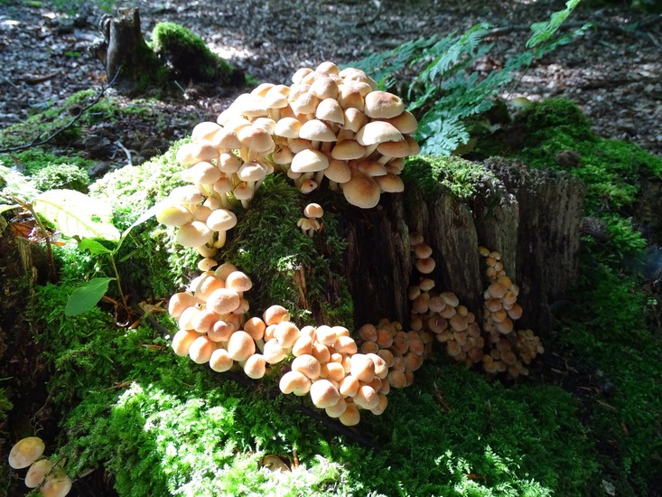 Surae, half aug. 2017