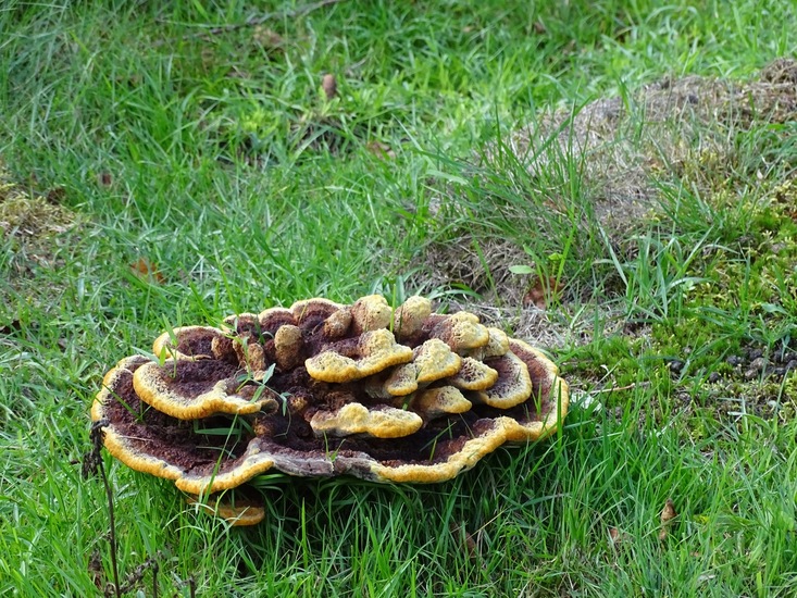 Surae, half aug. 2017