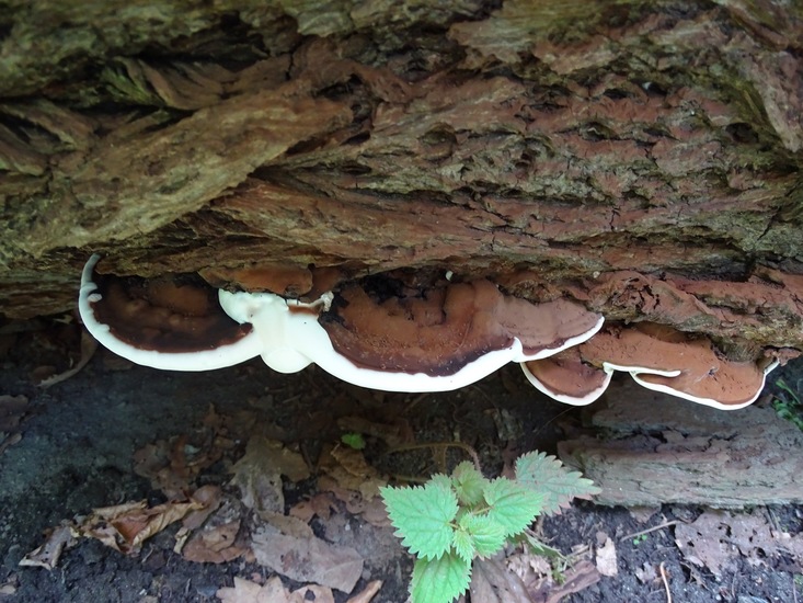 Surae, half aug. 2017