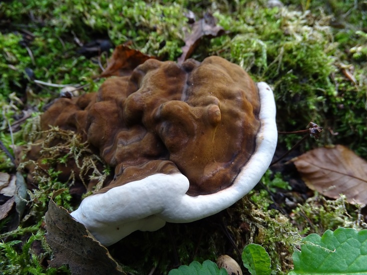 Surae, half aug. 2017