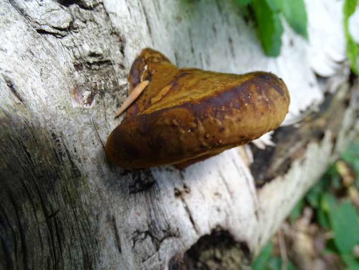 Surae, half aug. 2017