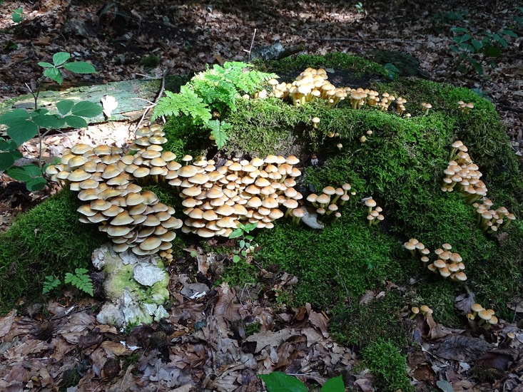 Surae, half aug. 2017