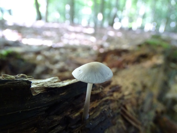 Surae, half aug. 2017