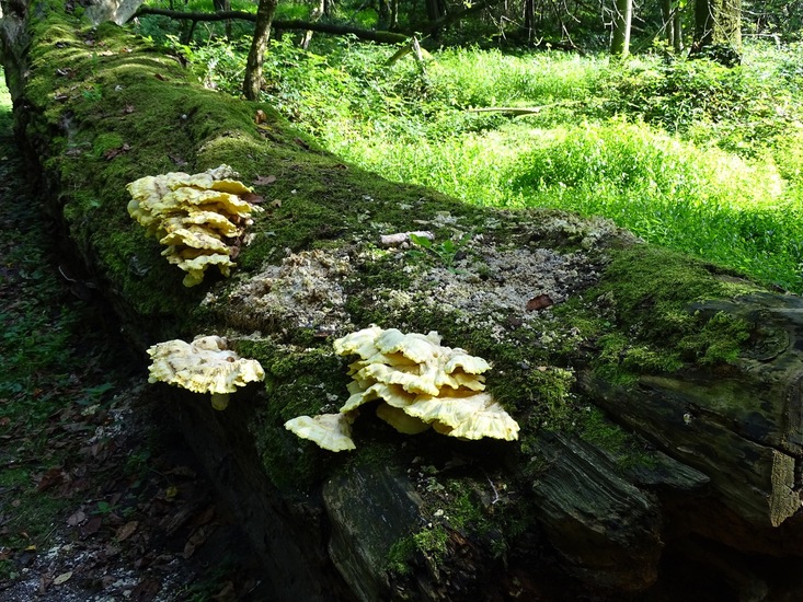 Surae, half aug. 2017