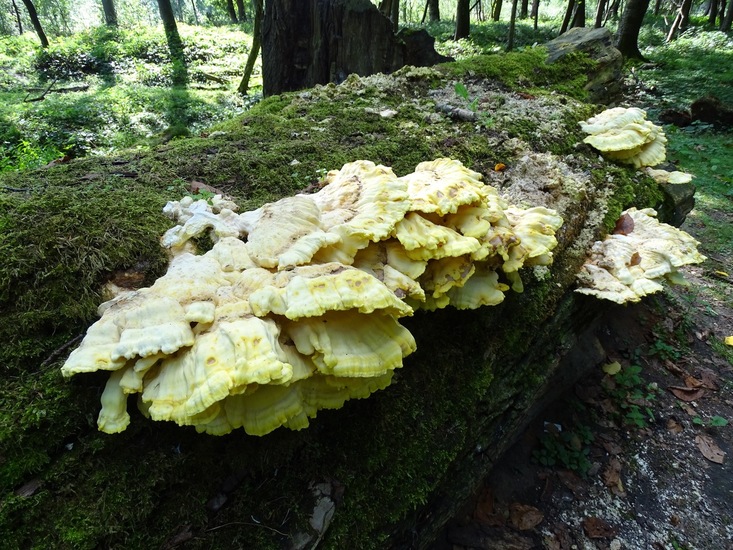 Surae, half aug. 2017